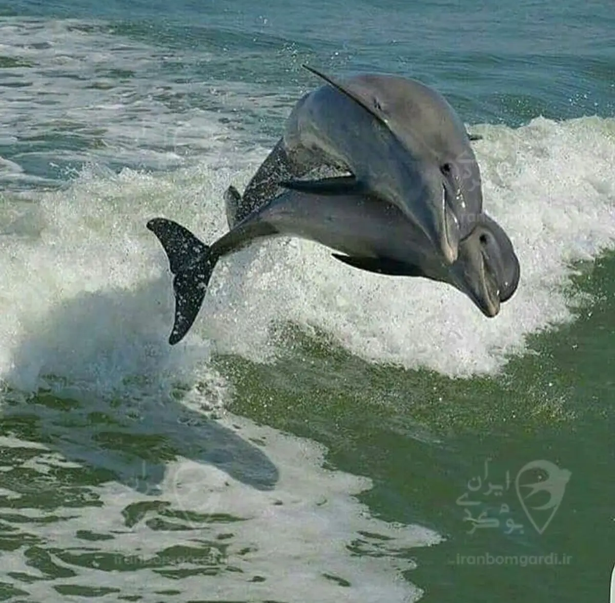 بازی دلفین ها در جزیره هنگام
