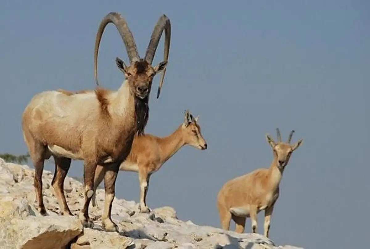 روستای هریجان