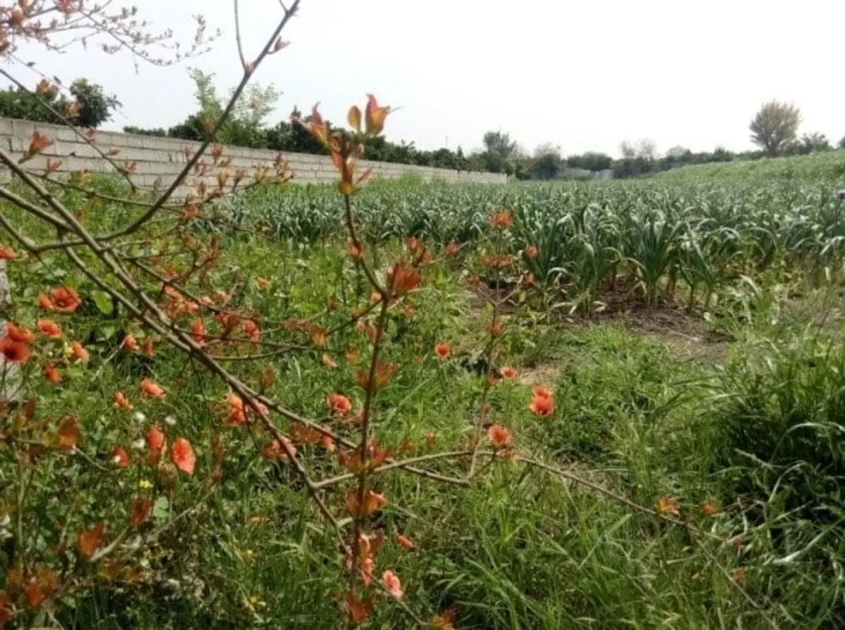 روستای کرد کلا و گل محله