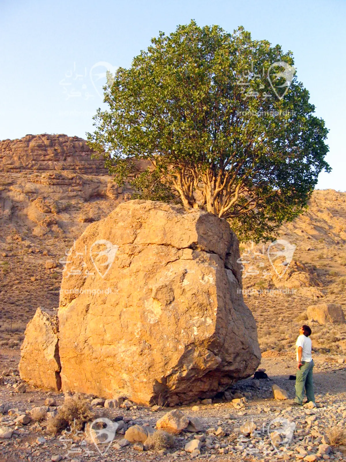 مروارید سبز ارسنجان