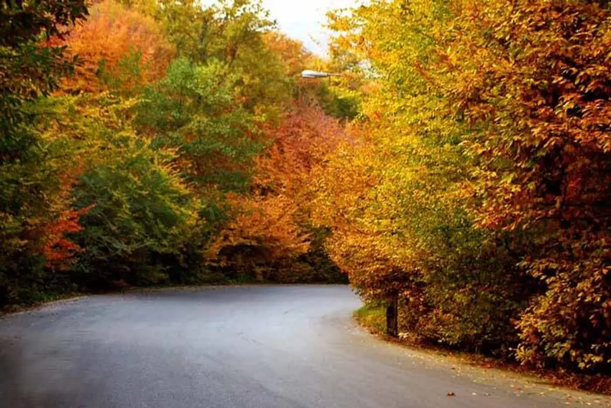 ناهارخوران گرگان