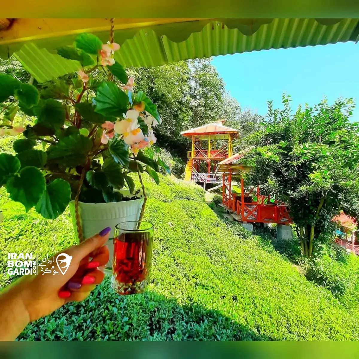 باغ چای