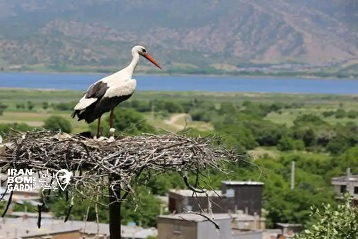 گونه های جانوری دریاچه زریبار