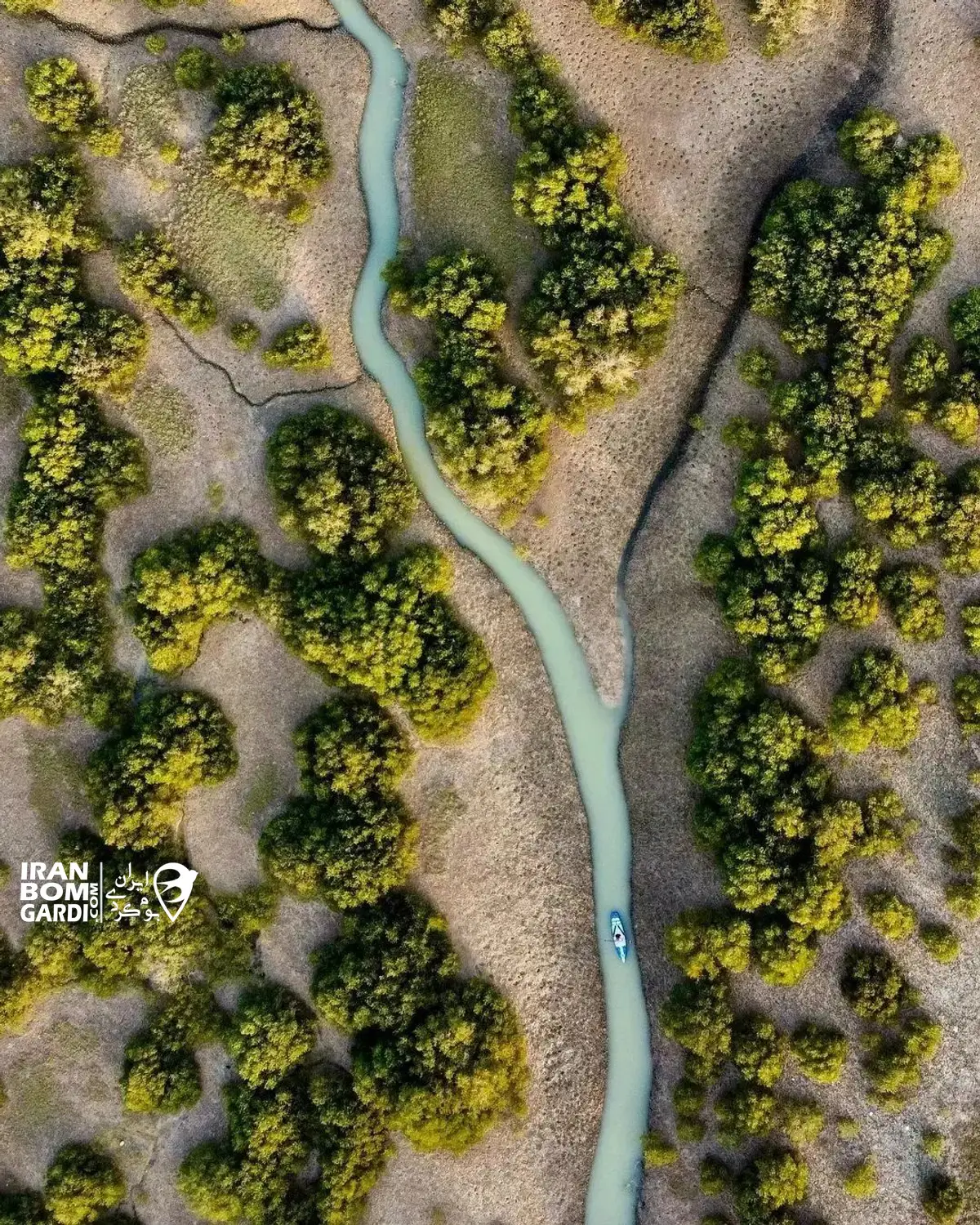تصویر هوایی از جنگل حرا