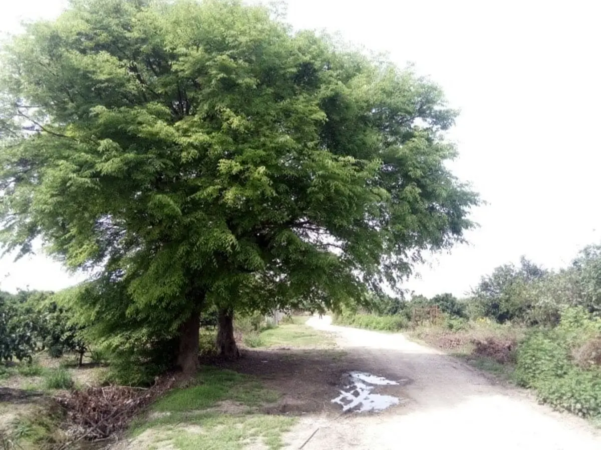 روستای کرد کلا و گل محله