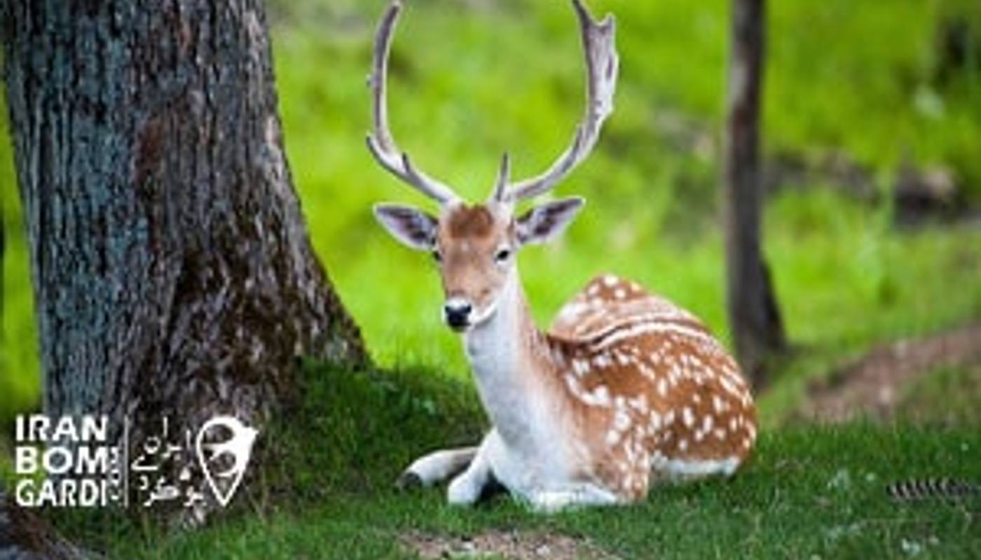 پناهگاه حیات وحش دشت ناز ساری